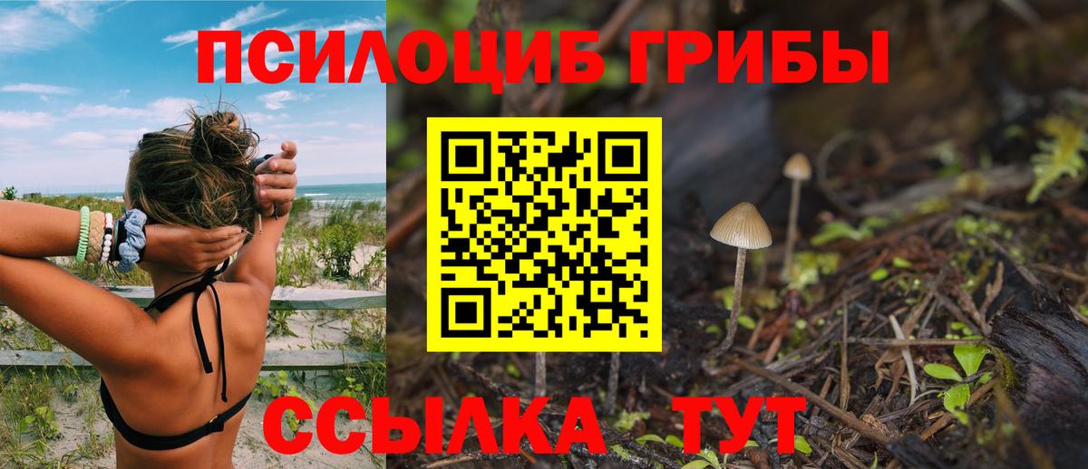 Галлюциногенные грибы Psilocybe  Тайшет 